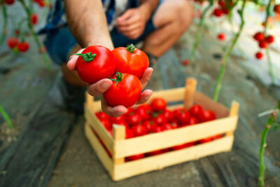 Ortaggi da Piantare in Maggio per un Raccolto Estivo Abbondante