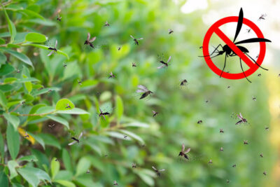 Stop alle Zanzare: Strategie Naturali per un Giardino Libero dagli Insetti