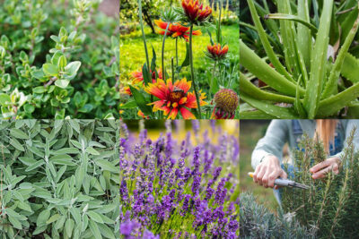 Estate Infuocata? Ecco le Piante che Sfideranno il Caldo!