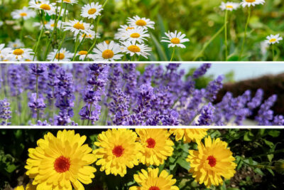 Erbe Medicinali Fai-da-te: Coltivazione e Preparazione nel tuo Giardino