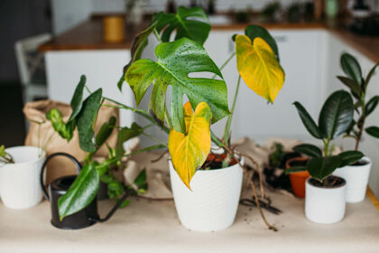 Piante di casa sofferenti? Non commettere questi errori