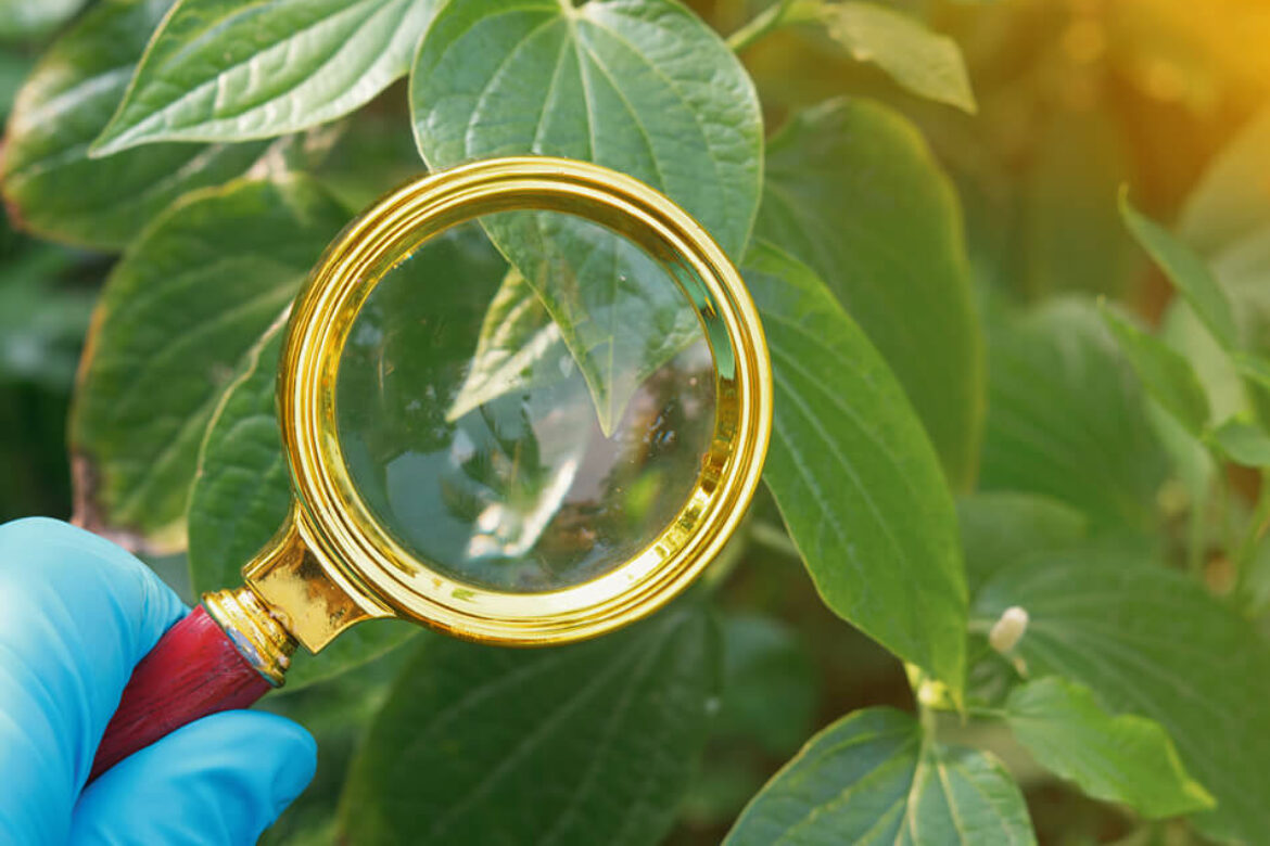 Parassiti in giardino? Riconoscerli e sconfiggerli con la natura