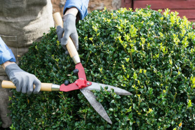 Potare con cura: una guida per piante ed alberi sani e rigogliosi