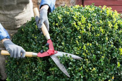 Potare con cura: una guida per piante ed alberi sani e rigogliosi