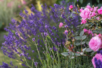 Giugno in fiore: come creiamo aiuole da sogno con rose e lavanda in Ticino