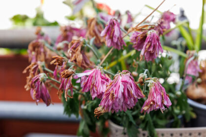 Stop al giardino trascurato dopo le ferie: come riportarlo in forma a fine estate