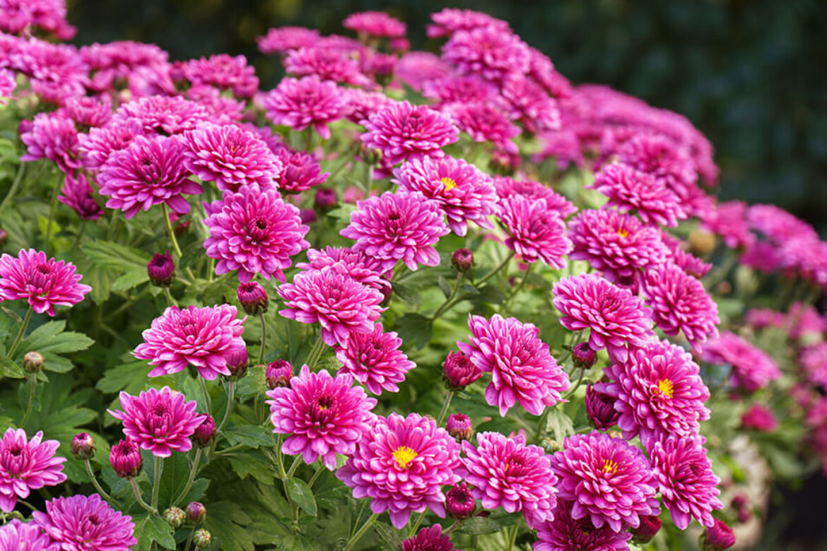 Colori d’autunno in giardino: le piante che trasformano ottobre in uno spettacolo