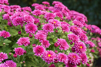 Colori d’autunno in giardino: le piante che trasformano ottobre in uno spettacolo