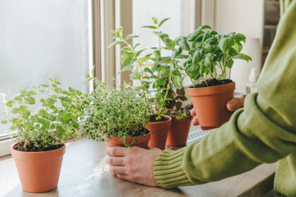 Piante aromatiche: dal vaso al piatto, con semplicità e gusto