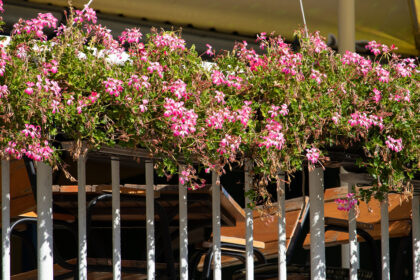 Piante resistenti al freddo per balconi invernali: colore e vita anche sotto zero