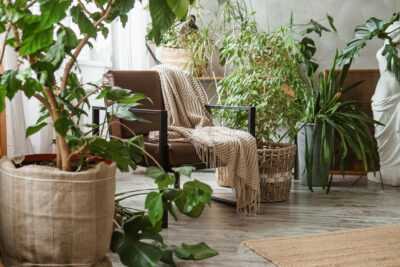 Piante da interno per l’inverno: come portare il verde in casa nei mesi più freddi