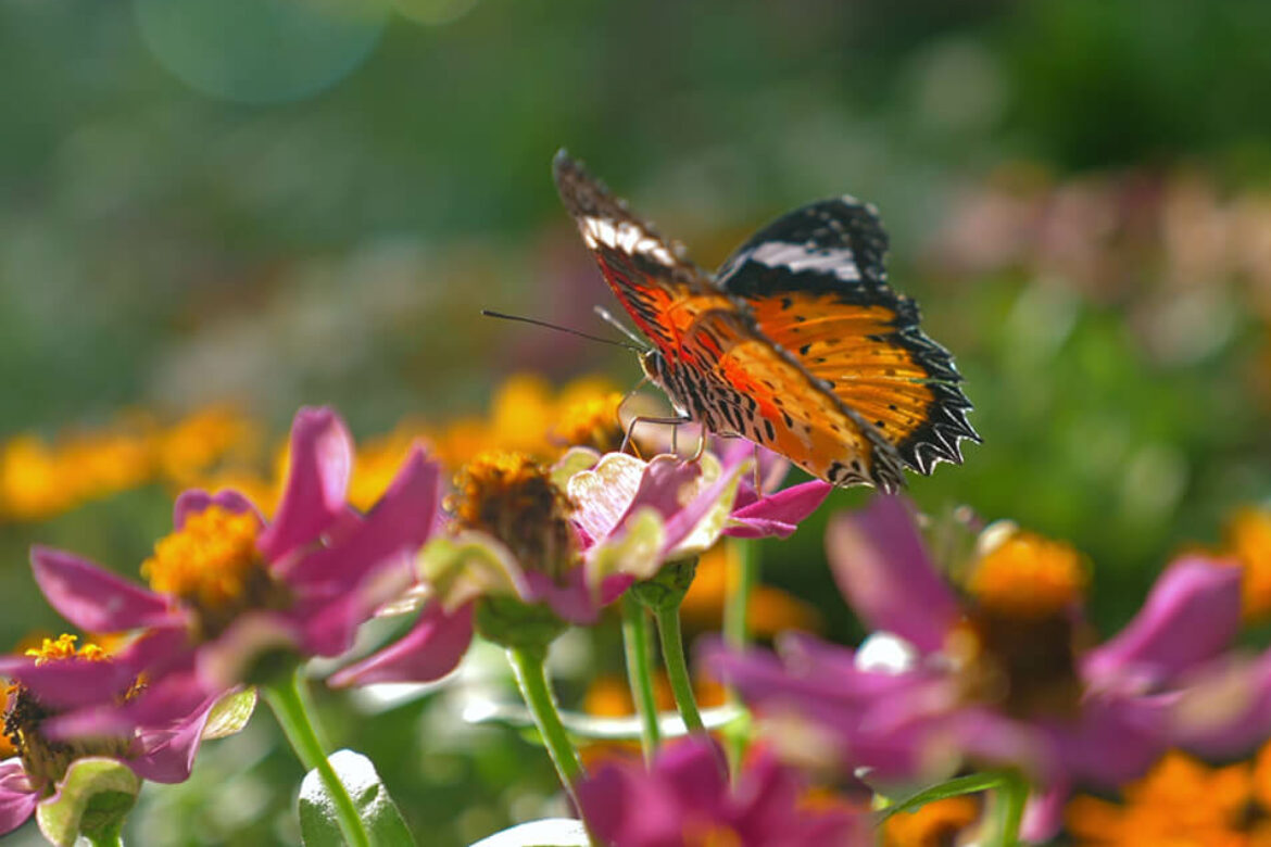 Maximalismo verde: quando il giardino diventa un’esplosione di vita